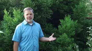 Japanese cedar (Cryptomeria japonica) - Plant Identification