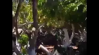 עצי ליצ'י למכירה משתלות ירוק ישראלי 03-7655555