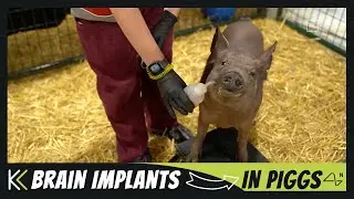 Neuralink Update - Brain Implants in Piggs (End of 2020)