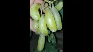Бананчик розовый