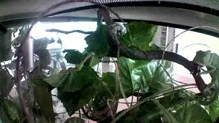 카멜레온 피딩