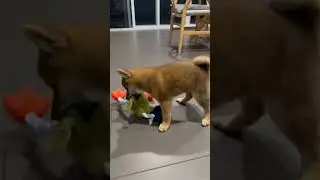 Buddy The Bird Dog!