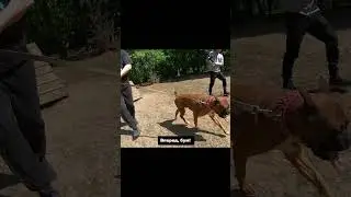 БОКСЕР проходит полосу препятствий / Немецкий бульдог / Собачий колдун