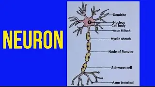 How to draw a neuron  easily/ nerve cell easy drawing