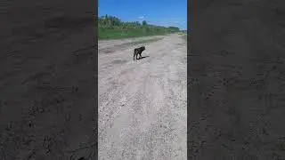 Встретил пёсика ❤️ 