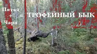 Ходовая охота на Трофейного лося.