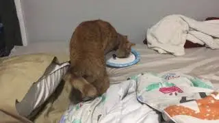 Feeding my cat