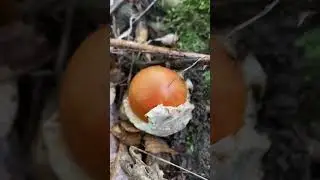 Мухомор Цезаря