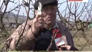 REPORTAJUL  ZILEI  TAIEREA POMILOR FRUCTIFERI