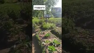 юмор #tiktok #дуэт #dancе #trend #прикол #семья #shorts #смех #like #india