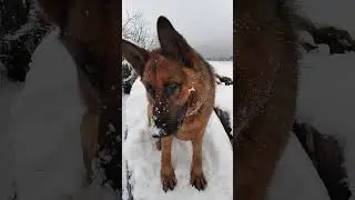 Собака радуется снежной прогулке 