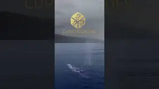 A impressionante grandeza do coração da baleia azul  o maior coração do mundo #shorts
