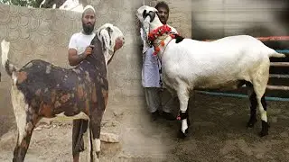 اضخم واغرب 7 انواع من الماعز قد تراها فى حياتك (سبحان الله)
