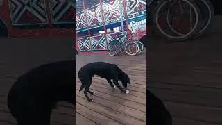 Nubinho com medo do chão de madeira kk