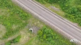 На Сахалине медведь спрятался от людей в трубе под дорогой