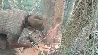 pemotongan spektakuler.terjungkal tinggi.(woodhunter2580)