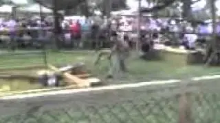 King Cobra at a Native American Festival