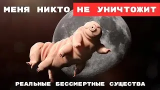 Тардиград. Бессмертные Существа на Земле. ТОП 5