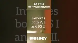 NON CYCLIC PHOTOPHOSPHORYLATION|BIOLOGY |BRITTLEMEDIA 