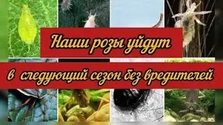 Полезные советы по подготовке роз к следующему сезону.