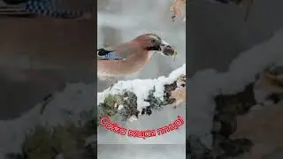 11 декабря. Сойкин день!