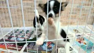 Chihuahua - Vendidos