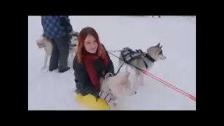 Упряжь для собак 
