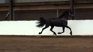 Фризская ster кобыла от Loudewyk 2010г.р.