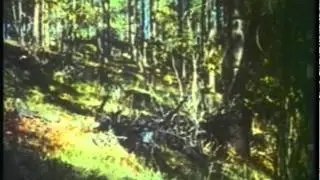 LASSIE'S GREAT ADVENTURE (1963) - Full Movie - Captioned