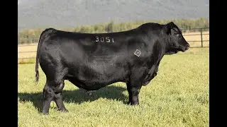 Lot 12 - Montana Lombardi 3051