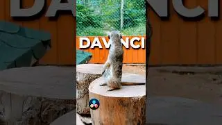 Текст за объектом в DaVinci Resolve за минуту!