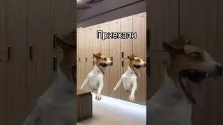 А вот и новое видео) #котики #мем #мемы #котики