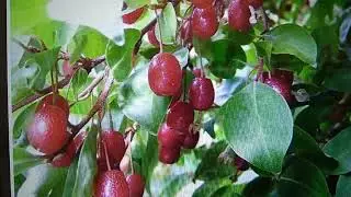 Гумми из семян готовы к осенней пересадке