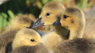 The Cutest Baby Ducks In The World! 🥰