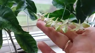 Мультифлора хойя. Кустовая форма хойи