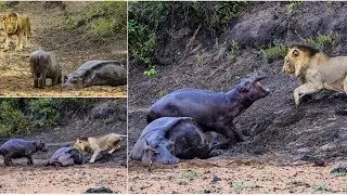 Brave Hippo Protected Mom from the hungry Leo. He kept to the last, and then