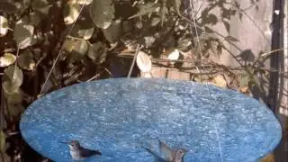 Mr. and Mrs. Hummingbird