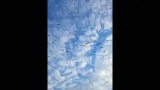 Cranes
