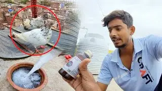Kabootar Ko Thnd Lg Gya 😟