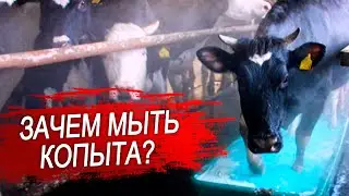 Средство для обработки копыт крс. Чем мыть копыта корове?