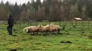 17/11/26 Rally on sheep at Fido’s