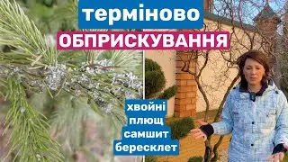 GARDEN PROCESSING: conifers, boxwood, ivy. Protection against diseases, lichen. What about Brunka?