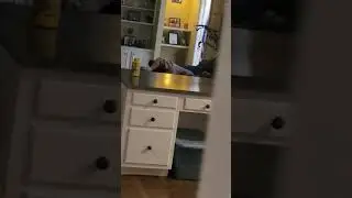 The Dogs