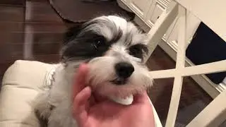 Petting my dog for 5 minutes