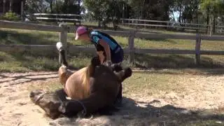 Horse laying on her back for belly rubs!