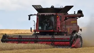 żniwa 2024 w AGROFARM JURKOWICE