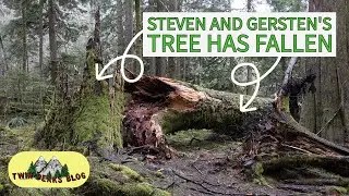 Twin Peaks Location - Steven and Gersten's Tree Has Fallen