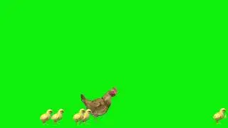 hen walking with kids green screen video 