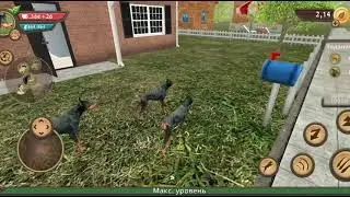 💥АККАУНТ В Dog Sim!Берите💫