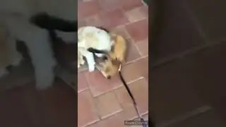 Лиса и пёс лучшие друзья